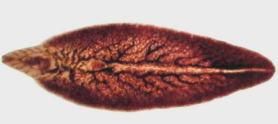Hromada slaniny